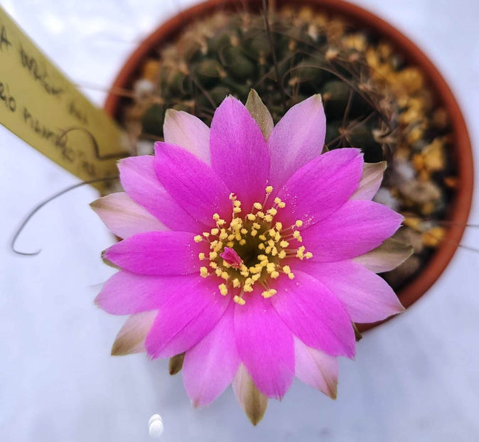 Lobivia wrightiana - Lobivia wrightiana