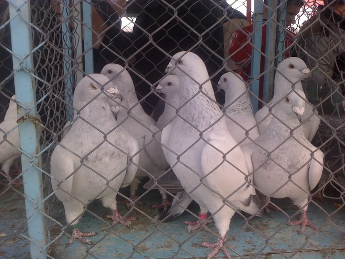  - Piata de de porumbei din Targu-Jiu