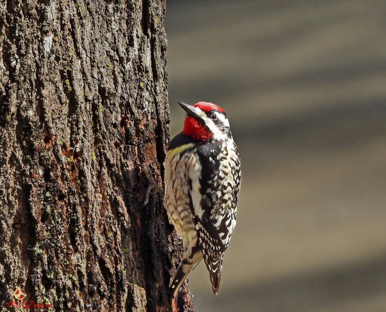 WOODY in QC - C - BIRDS - Pasari