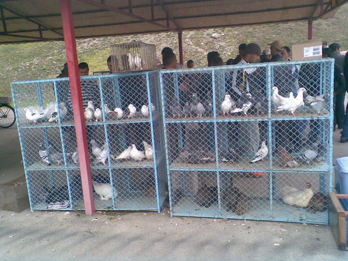  - Piata de de porumbei din Targu-Jiu