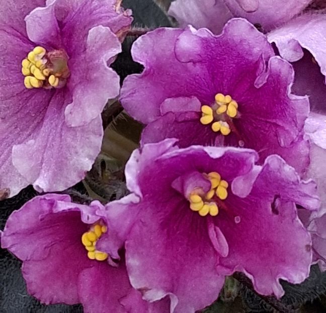 Alan s White Feather sport - PORTRETE