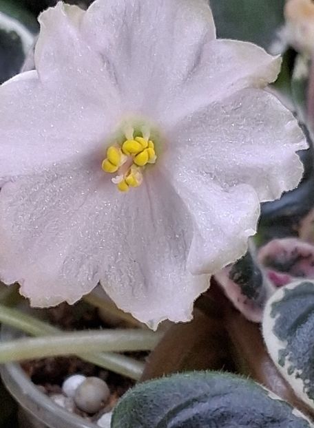 LE Crystal Chime sport - PORTRETE