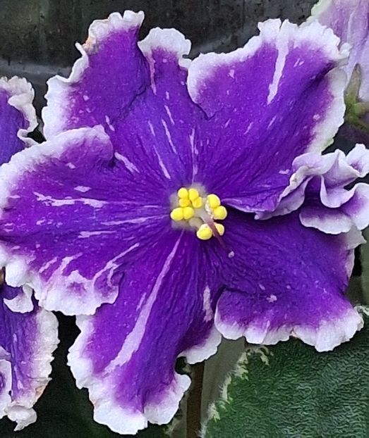 Galactic Storm - PORTRETE