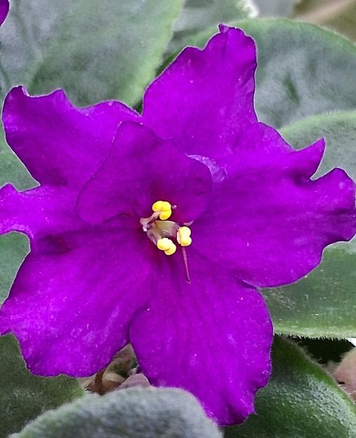 EK Magnitania Anomalia - PORTRETE