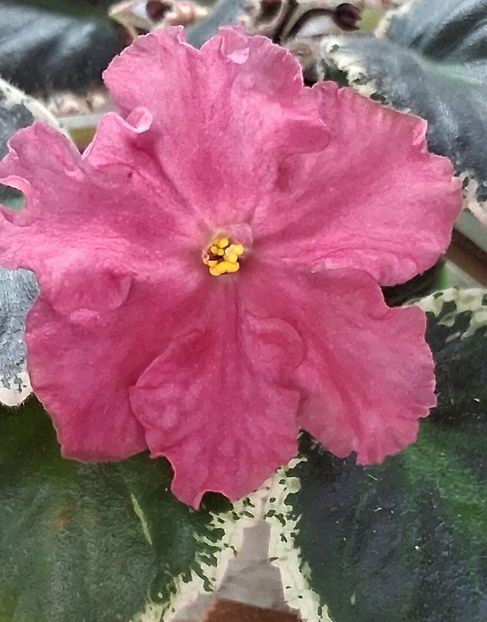 ED Red Car - PORTRETE