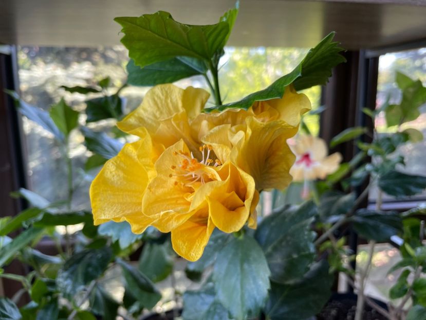  - Chi s garden Forest Rhapsody