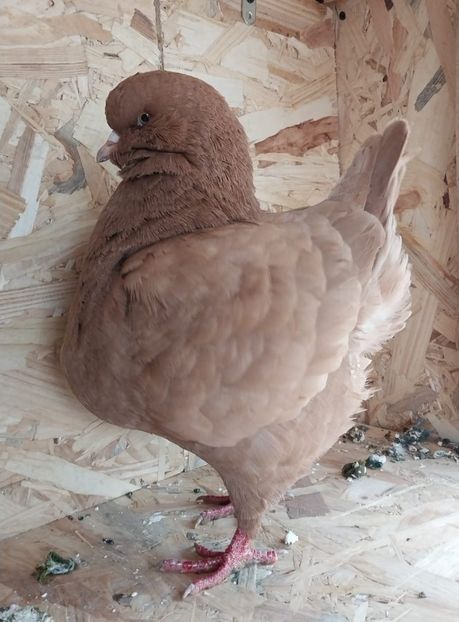 IMG-20250427-WA0005 - Vanduti king