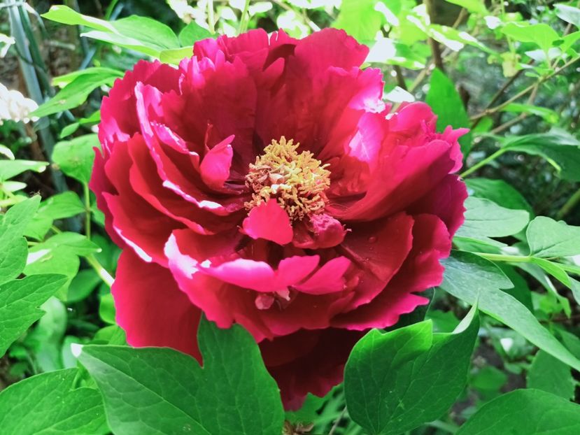 Hei Hua Kui - Grădina 2025 continuare 1