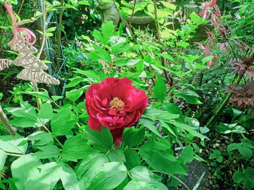  - Grădina 2025 continuare 1