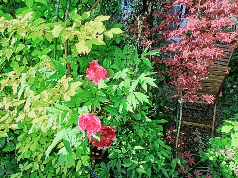  - Grădina 2025 continuare 1