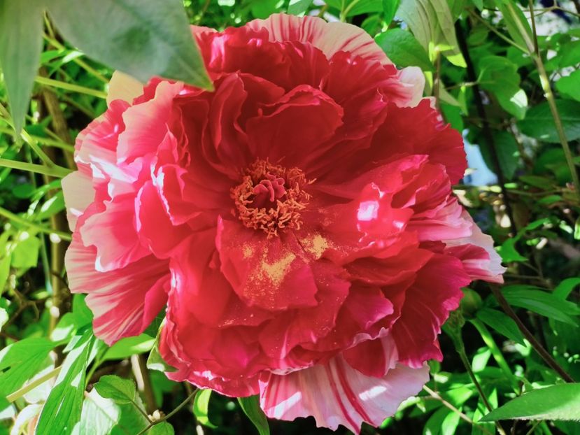 Dao Jin - Grădina 2025 continuare 1