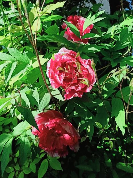  - Grădina 2025 continuare 1