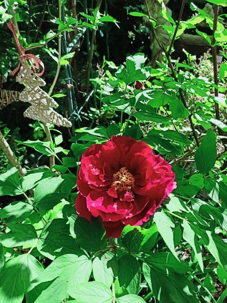  - Grădina 2025 continuare 1