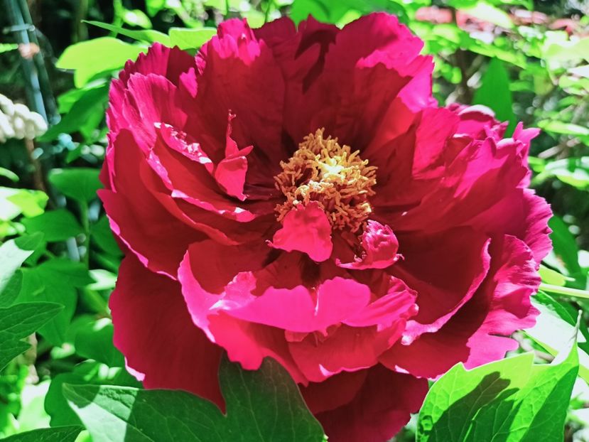 Hei Hua Kui - Grădina 2025 continuare 1