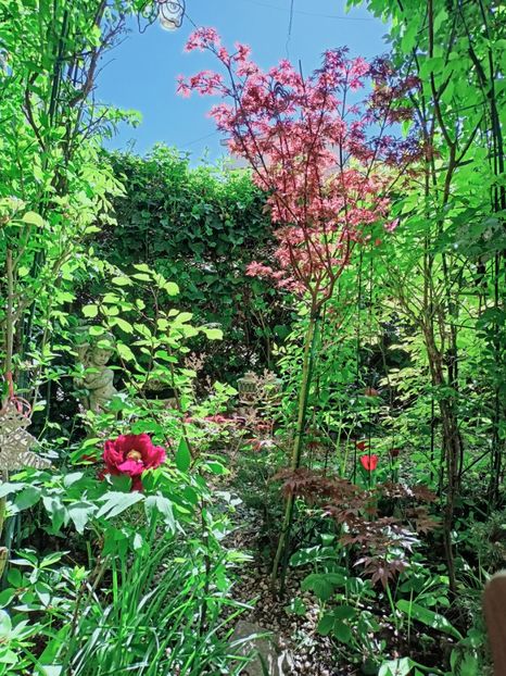  - Grădina 2025 continuare 1