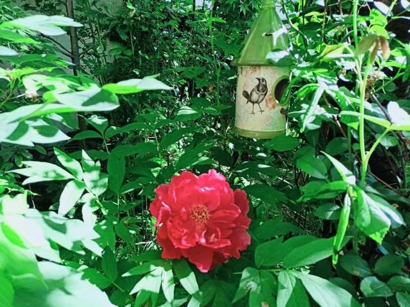 Raphael - Grădina 2025 continuare 1