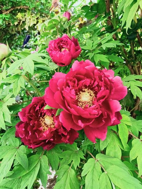  - Grădina 2025 continuare 1