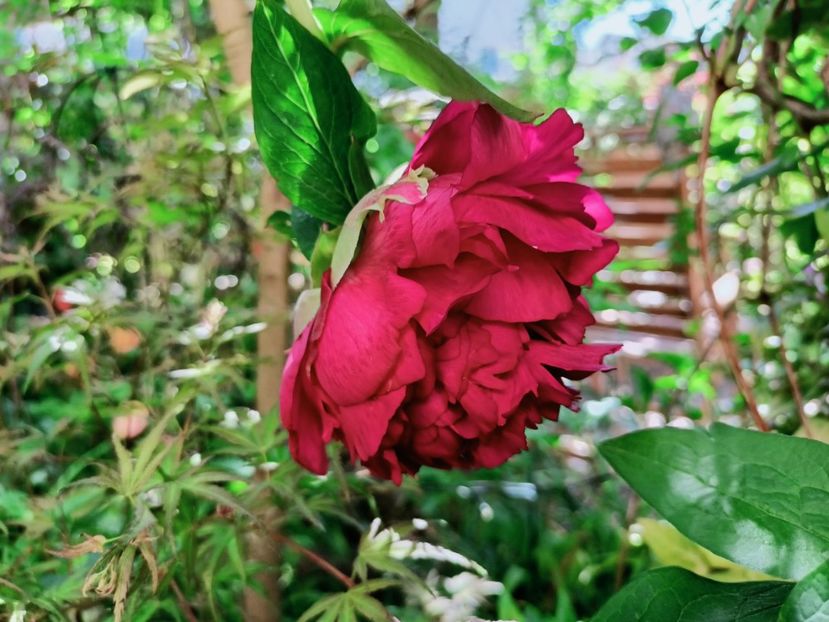  - Grădina 2025 continuare 1