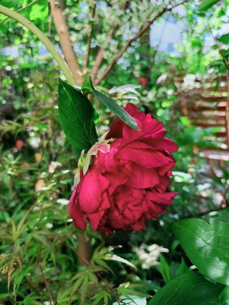  - Grădina 2025 continuare 1