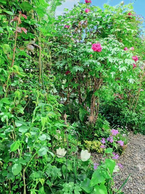  - Grădina 2025 continuare 1