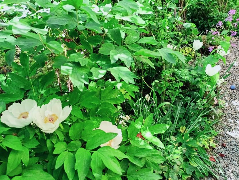  - Grădina 2025 continuare 1