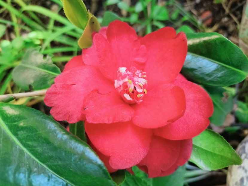  - Grădina 2025 continuare 1