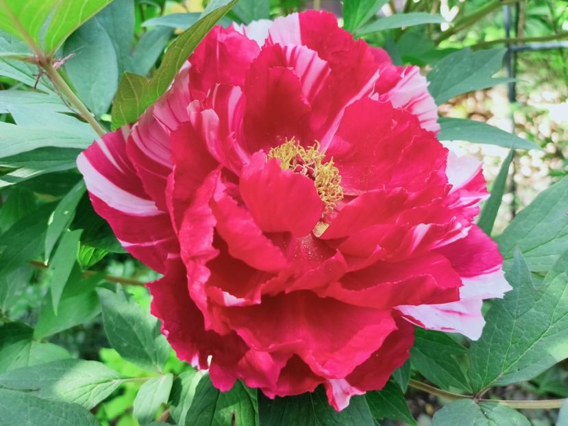 Dao Jin - Grădina 2025 continuare 1