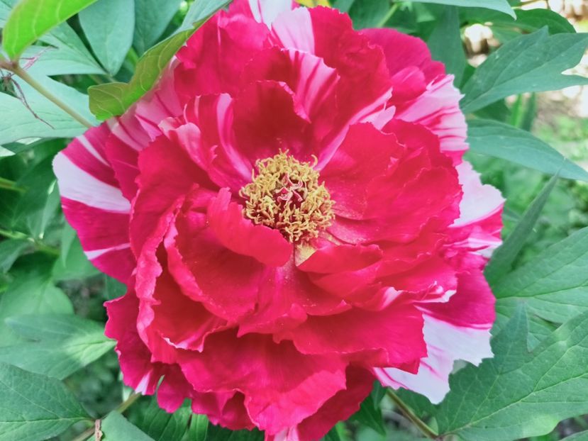  - Grădina 2025 continuare 1