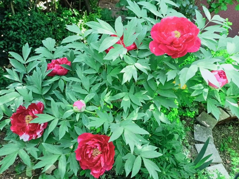  - Grădina 2025 continuare 1