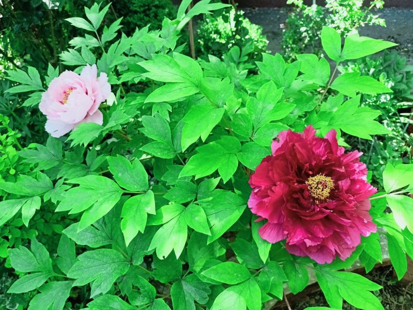  - Grădina 2025 continuare 1