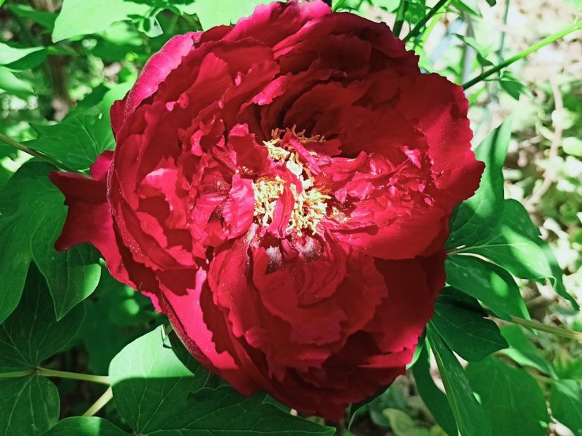  - Grădina 2025 continuare 1