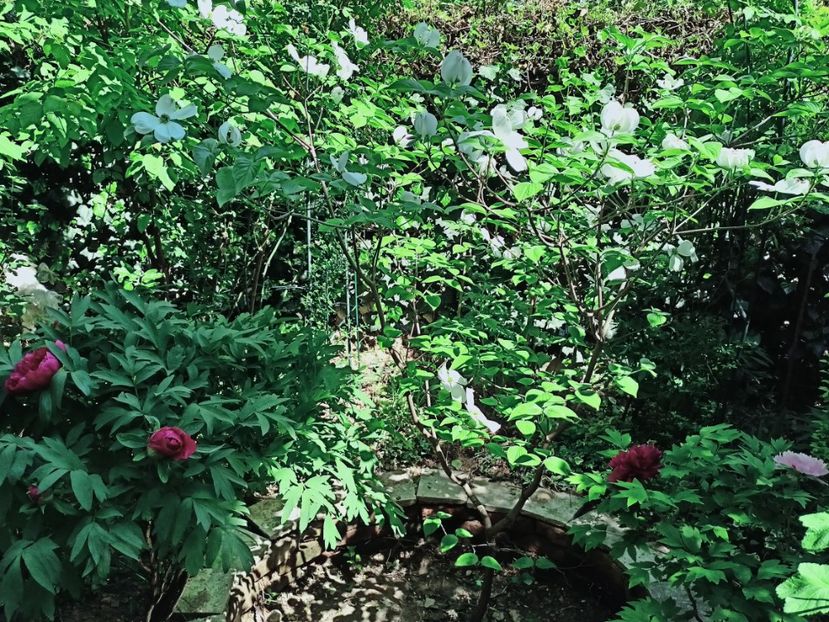  - Grădina 2025 continuare 1