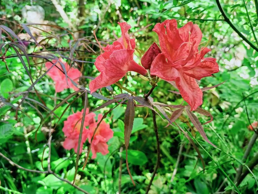 Feuerwerk - Grădina 2025 continuare 1