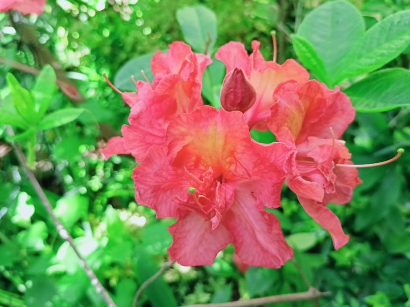  - Grădina 2025 continuare 1