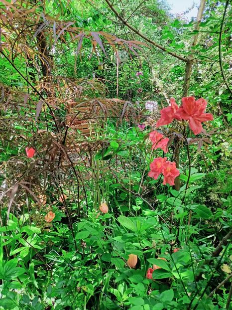  - Grădina 2025 continuare 1