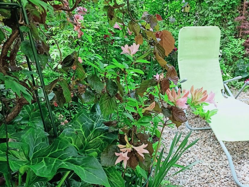  - Grădina 2025 continuare 1