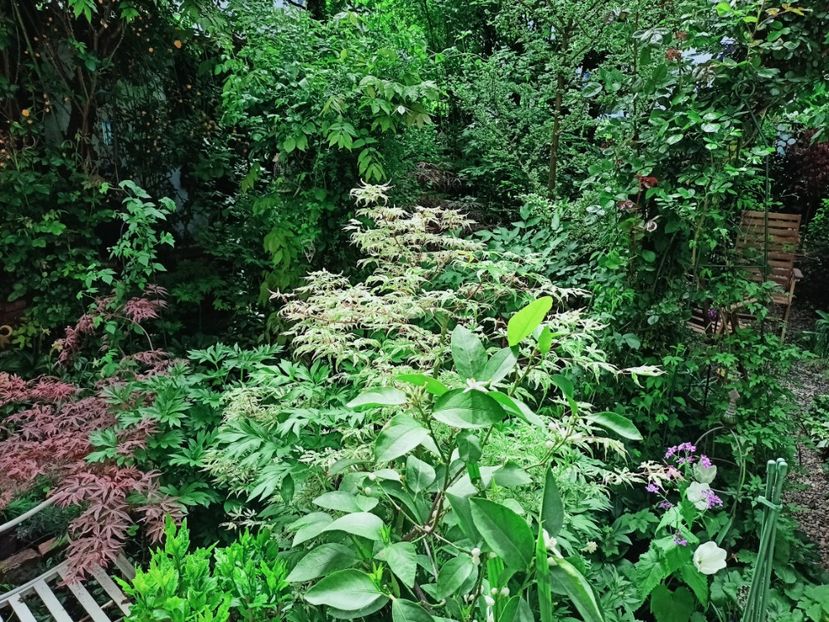  - Grădina 2025 continuare 1