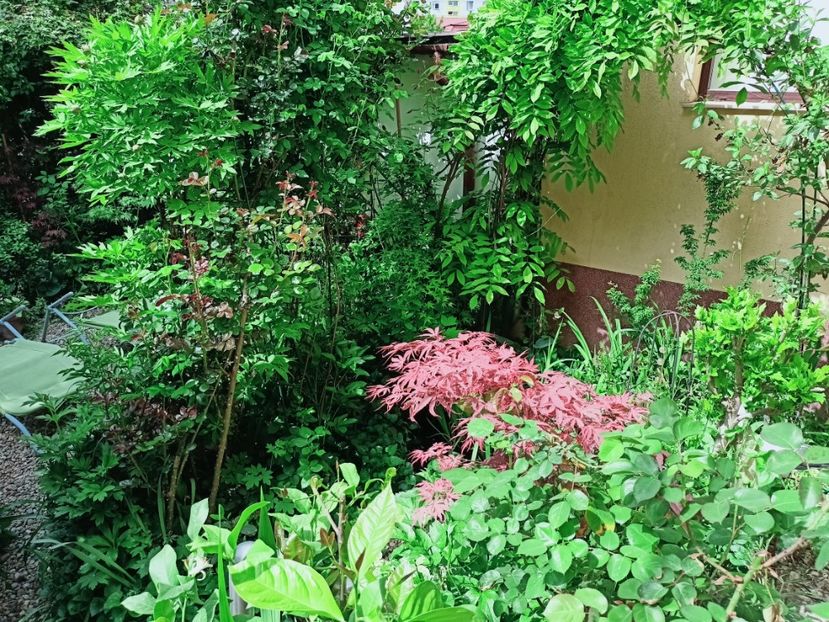  - Grădina 2025 continuare 1