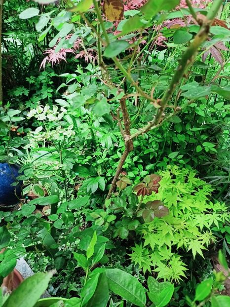  - Grădina 2025 continuare 1