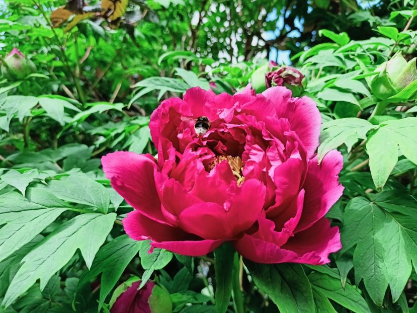 Shimadaijin - Grădina 2025 continuare 1