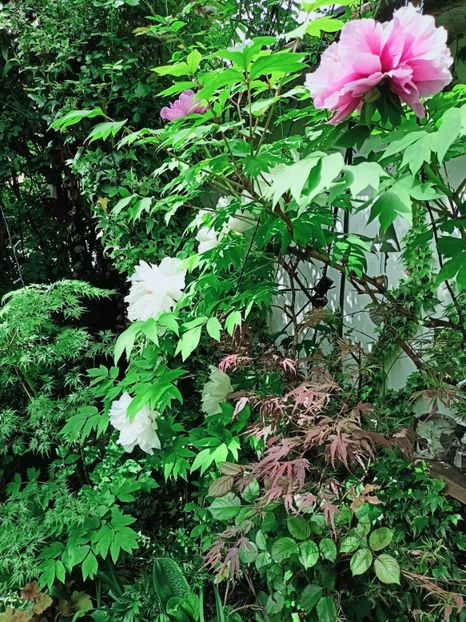  - Grădina 2025 continuare 1