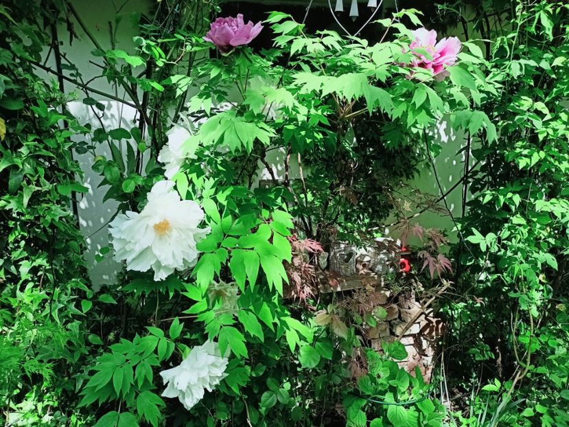  - Grădina 2025 continuare 1