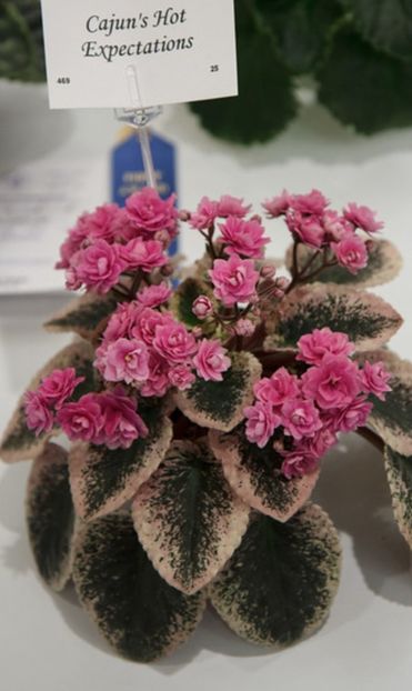 Poza net. - CAJUN S HOT EXPECTATIONS