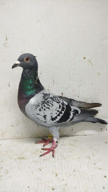  - De vânzare voiajori 3