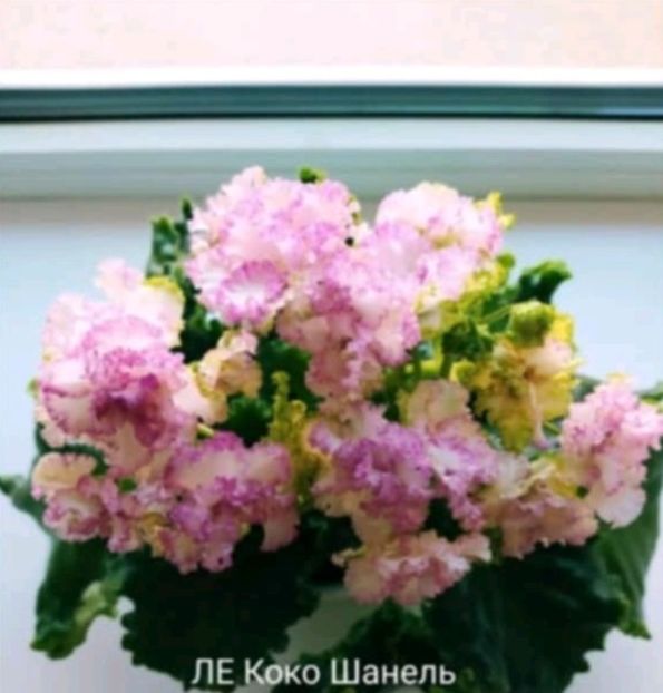 Poza net. - LE- COCO CHANEL