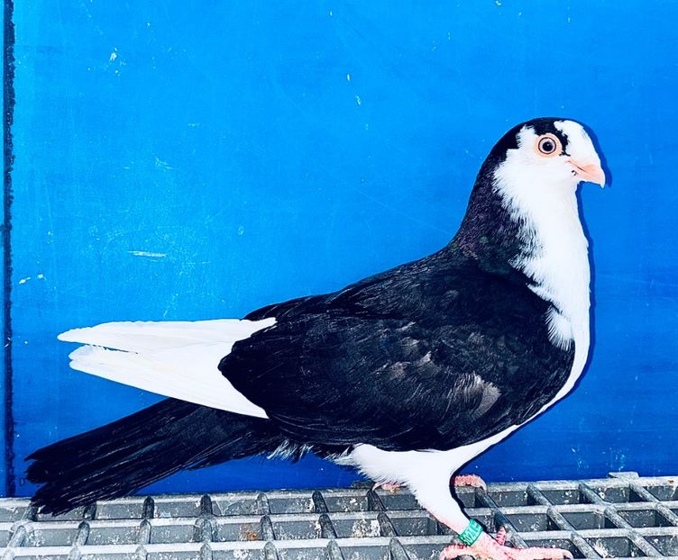 5021  Mascul  2025_1 - tineret 2025