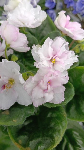 BR- PROVANS - 1 Violete