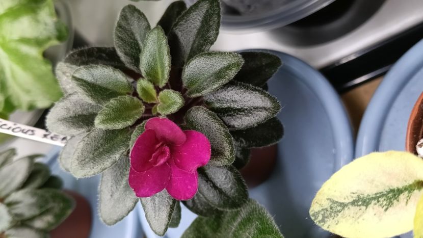 PRECIOUS RED - 1 Violete