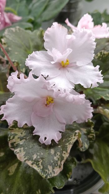 WILODENNE - 1 Violete