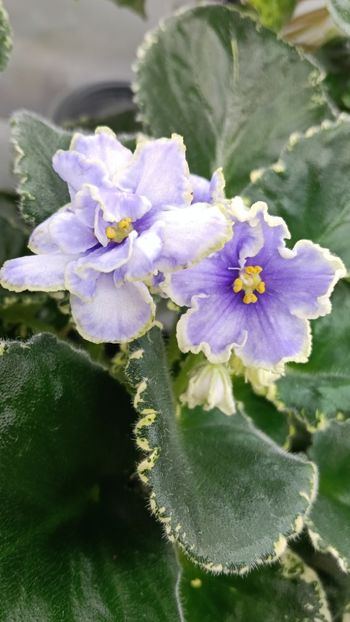 VAT Kholodnoe Serdtse - 1 Violete